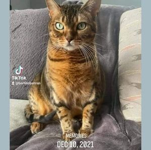 Meet your Posher, Bertilio